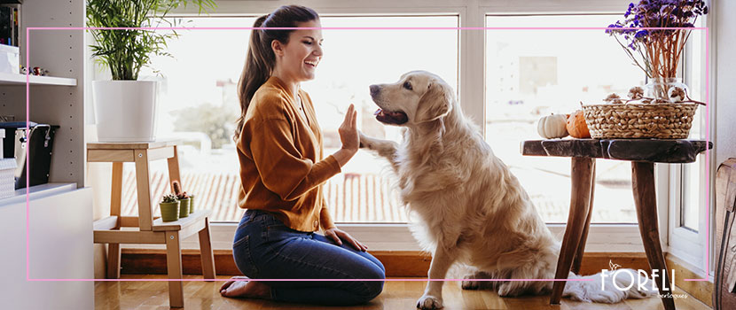 Conheça a Nova Coleção Pets